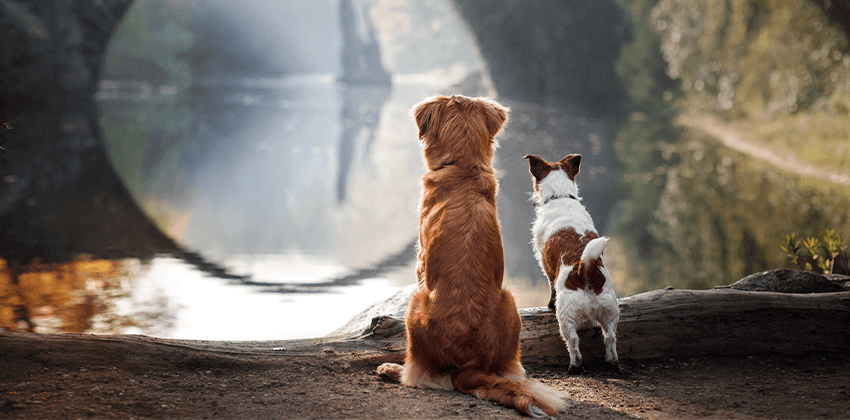 Euthanasia & Cremation