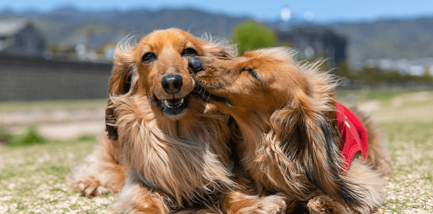 Spay & Neuter